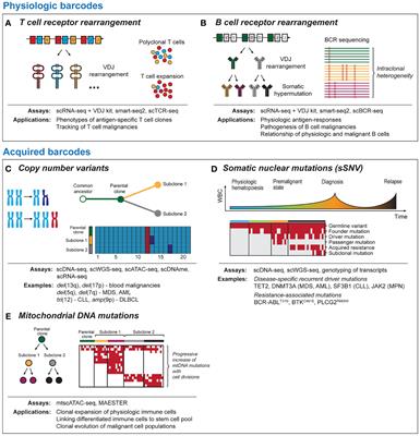 Frontiers | Natural Barcodes For Longitudinal Single Cell Tracking Of ...